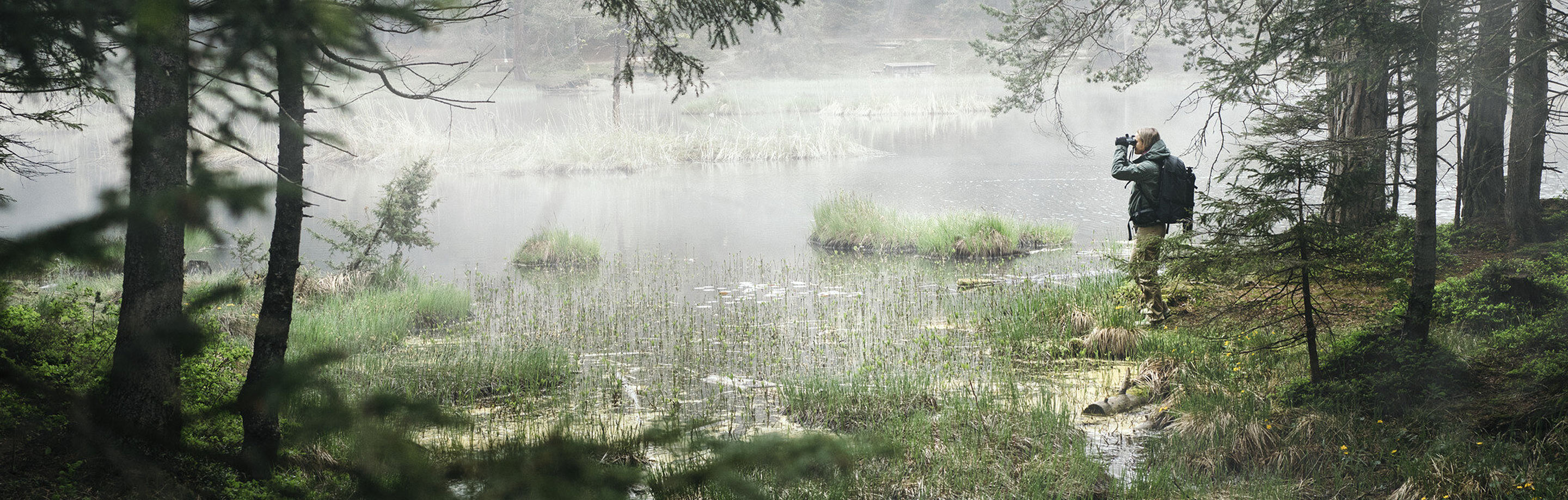 A misty landscape on the edge of a forest with a plant-covered lake. A nature observer with a rucksack is standing on the shore, looking through binoculars.