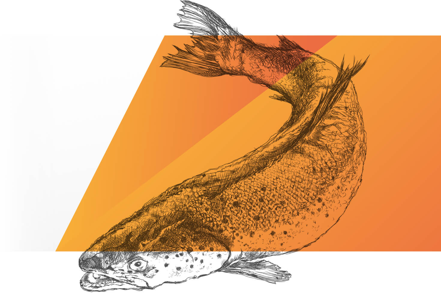 Ein schwarz-weiß gezeichneter Fisch, der im Vordergrund teilweise mit einer orangen, halbtransparenten Farbfläche bedeckt ist.